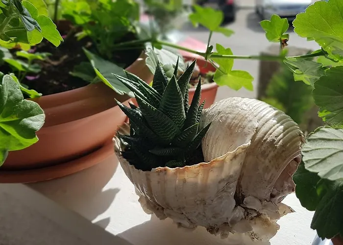 아파트 With Balcony Red Rose