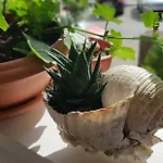 Apartamento With Balcony Red Rose