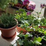 Apartamento With Balcony Red Rose Split