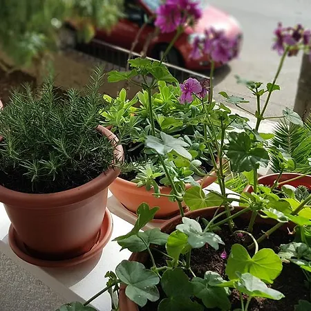 Apartment With Balcony Red Rose Split