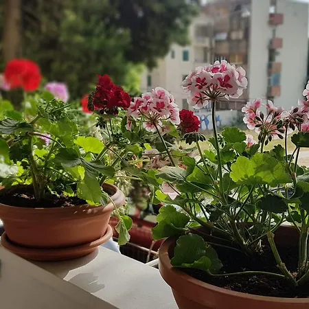 With Balcony Red Rose